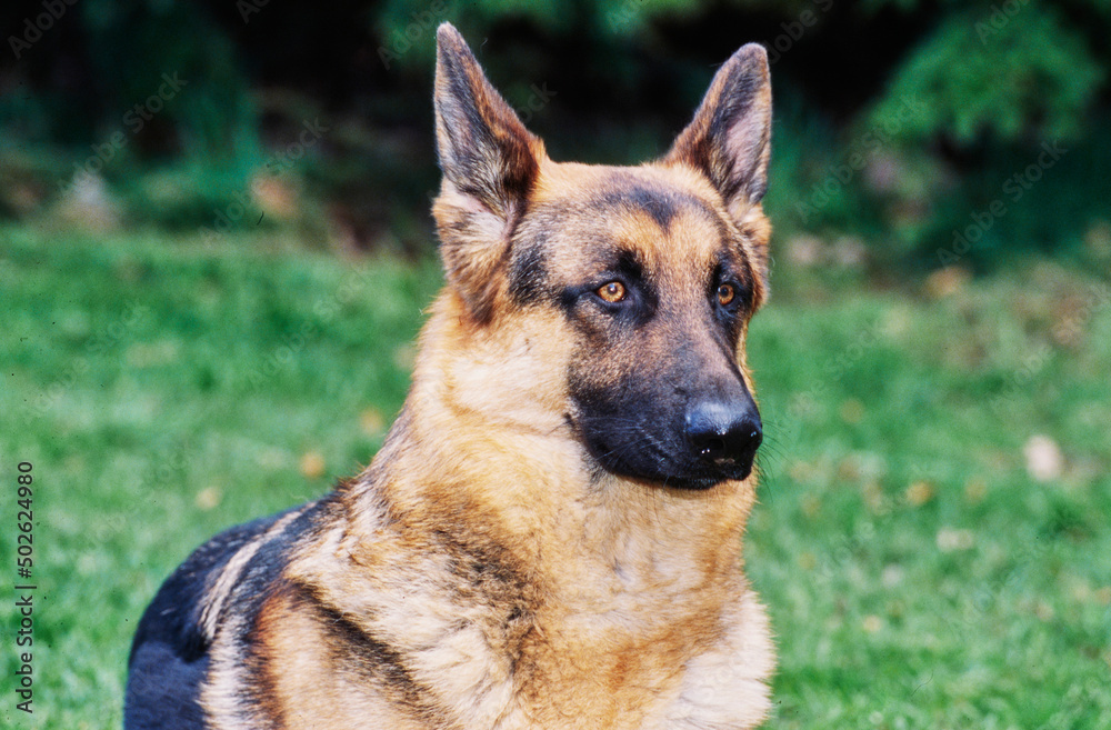 Closeup of German shepherd head outdoors Closeup of German shepherd head outdoors