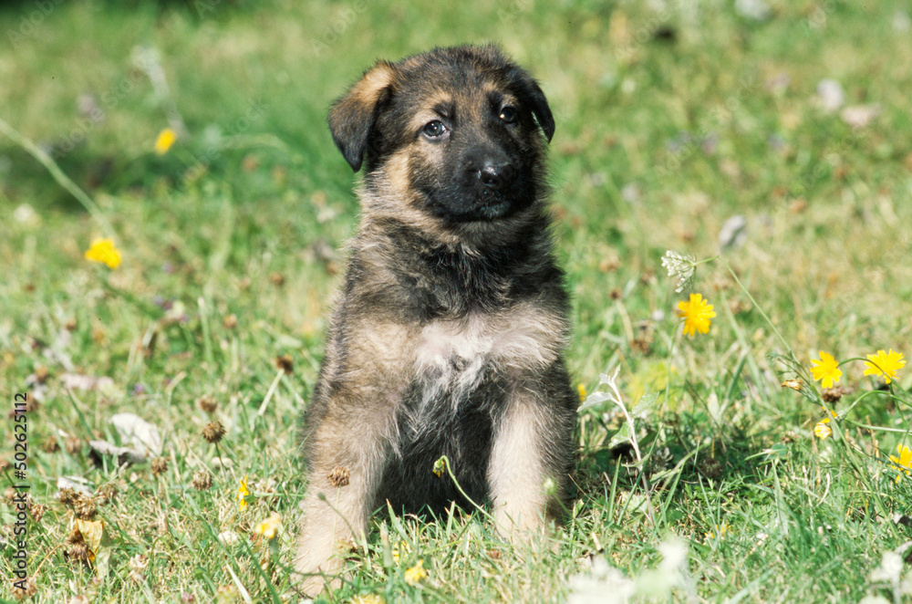 German shepherd puppy in grass field German shepherd puppy in grass field