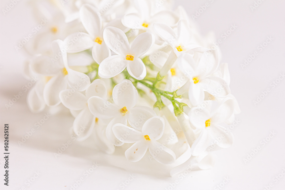 White lilac flowers branch on a white background, natural spring background, soft selective focus, copy space. White floral background,