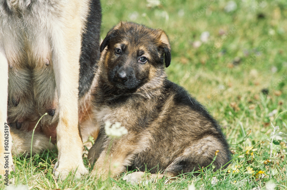 Adult German shepherd sitting with puppy in grassy field, closeup on puppy Adult German shepherd sitting with puppy in grassy field, closeup on puppy