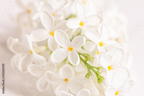 Beautiful white lilac flowers branch on a white background, natural spring background, soft selective focus. White floral background,