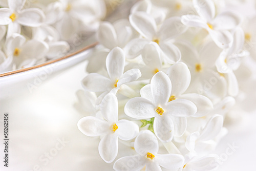 White Lilac flower background. White lilac on a plate on white background, white floral background