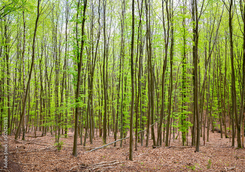 Narrow trunks and fresh green leaves of beech trees in a forest in Eifel National Park  Germany.