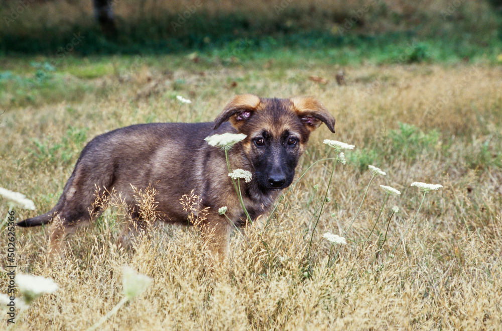 German shepherd puppy in field with flowers German shepherd puppy in field with flowers