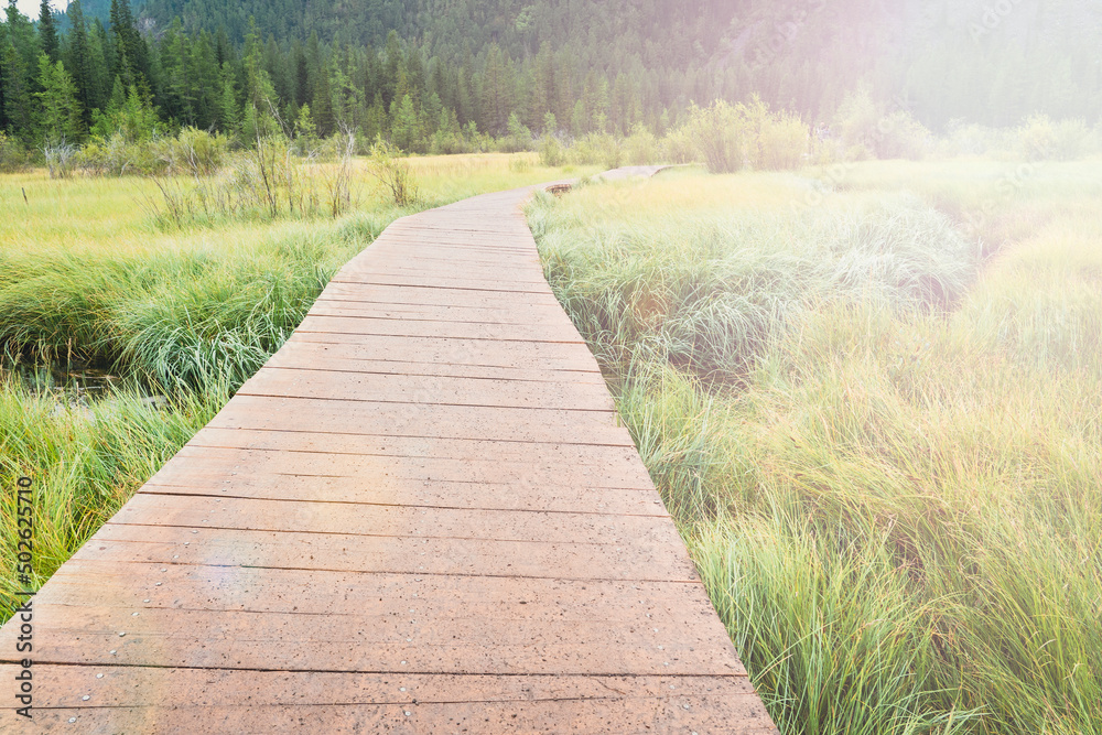 a wooden path through the swamp. A beautiful tourist wooden plank trail, for hiking in nature. A tourist on the trail. Hiking in the wild. Active recreation in the fresh air.