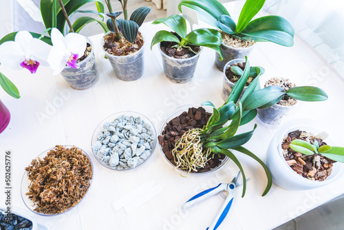 Fotografía orchid transplanting, woman transplanting houseplants, houseplants are easy to c