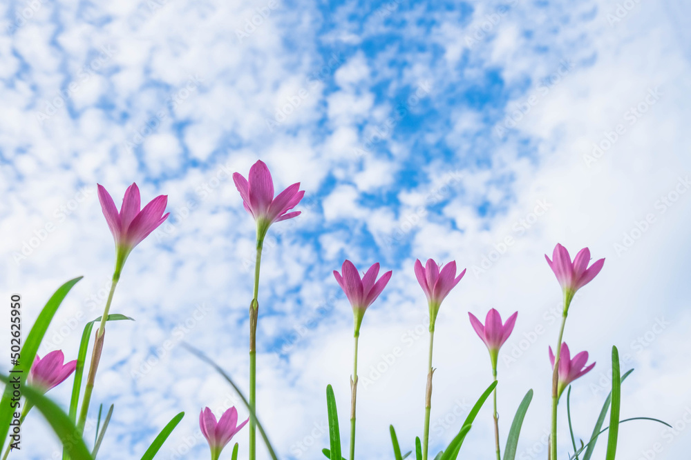 Sky background with pink flowers