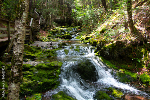 waterfall in the forest