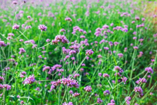 Vintage Verbena Flower Background