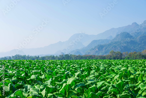 .Raw tobacco leaves in tobacco farms