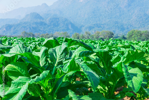 .Raw tobacco leaves in tobacco farms