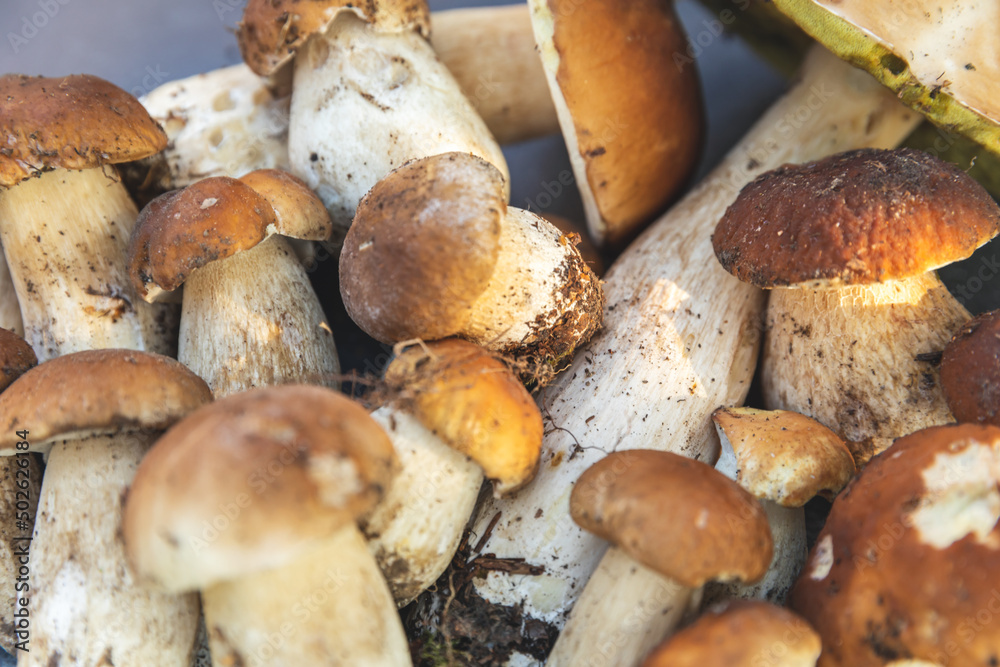 Autumn fall composition. Raw edible mushrooms Penny Bun on dark black stone shale background. Ceps over gray table. Cooking delicious organic mushroom gourmet food. Flat lay, top view Autumn fall composition. Raw edible mushrooms Penny Bun on dark black stone shale background. Ceps over gray table. Cooking delicious organic mushroom gourmet food. Flat lay, top view