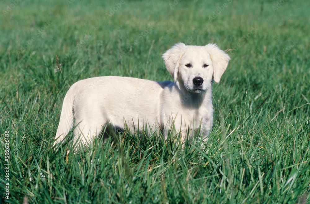 Golden Retriever puppy in field Golden Retriever puppy in field