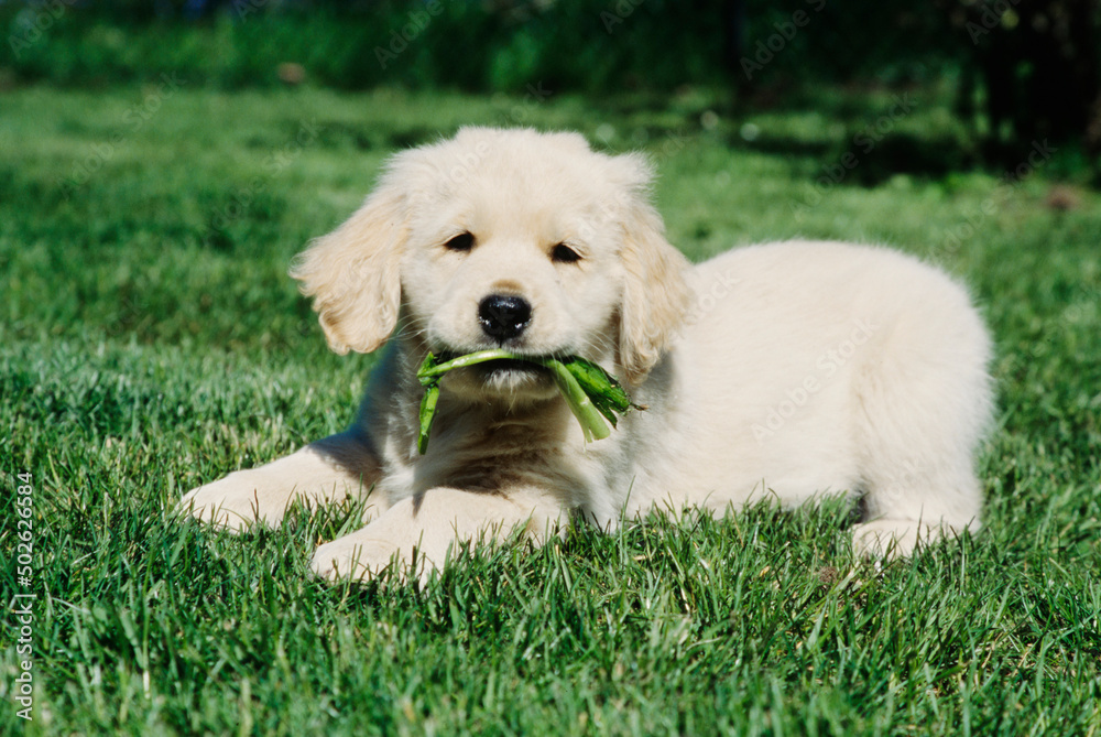Golden Retriever puppy eating leaf Golden Retriever puppy eating leaf