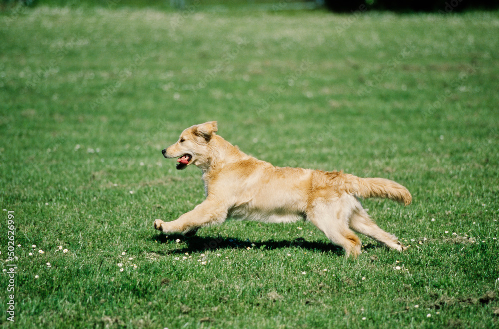 Golden Retriever running in field Golden Retriever running in field