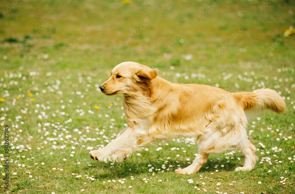 Golden Retriever running in field Golden Retriever running in field