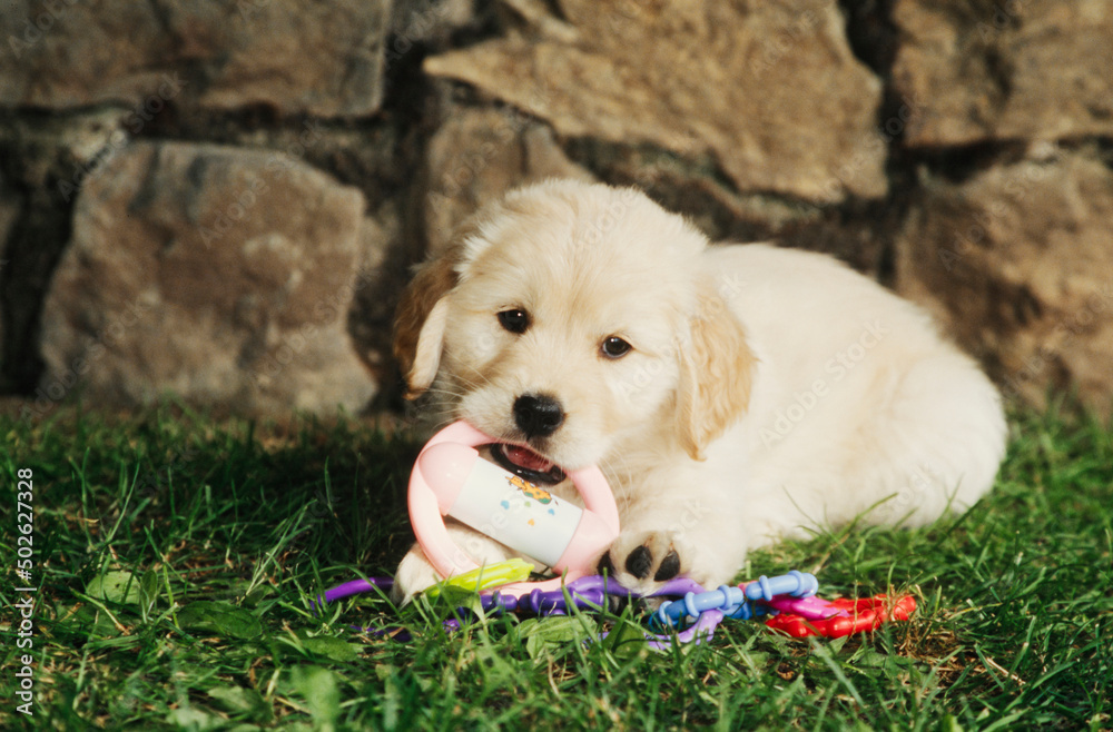 Golden Retriever puppy in grass in front of wall with toys Golden Retriever puppy in grass in front of wall with toys