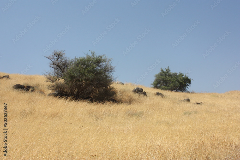 arbustes verdoyant dans un paysage sec, israel