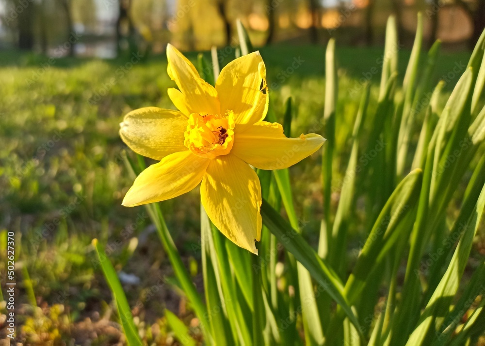 Narcissus jonquilla, commonly known as jonquil or rush daffodil Narcissus jonquilla, commonly known as jonquil or rush daffodil