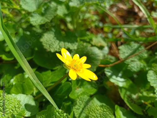 Ficaria verna (formerly Ranunculus ficaria L.), commonly known as lesser celandine or pilewort, fig buttercup