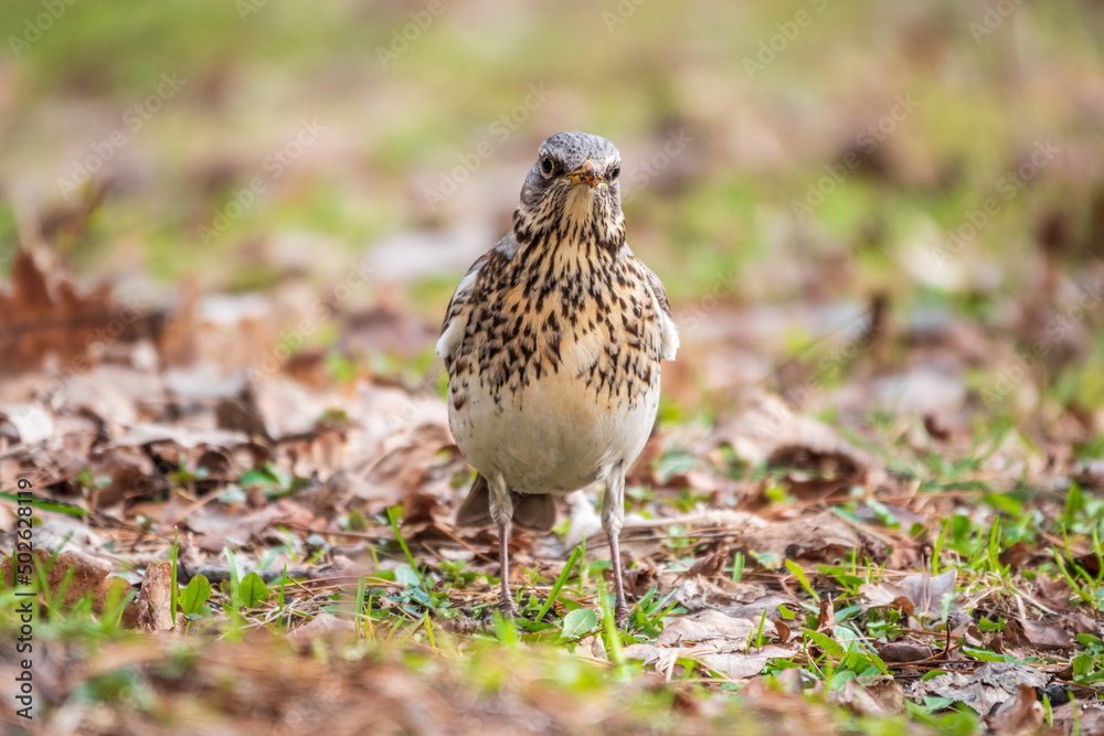 Obraz premium Fieldfare, Turdus pilaris, on a sprng lawn.
