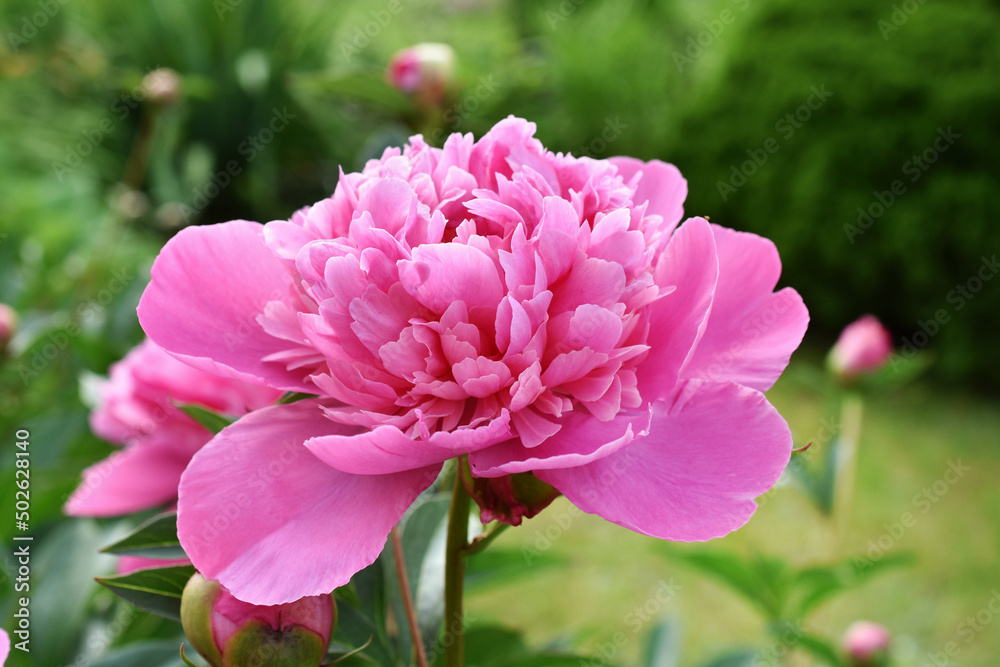 Fototapeta premium Pink peony flower in the garden