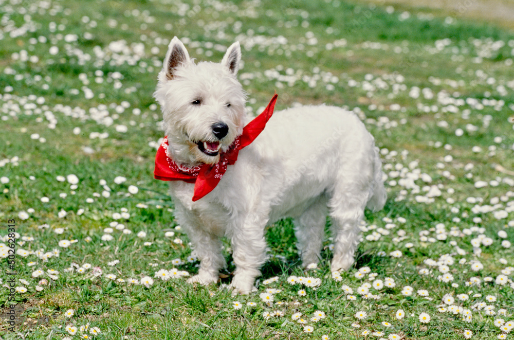 West Highland White Terrier wearing red bandana in grass and white flowers West Highland White Terrier wearing red bandana in grass and white flowers