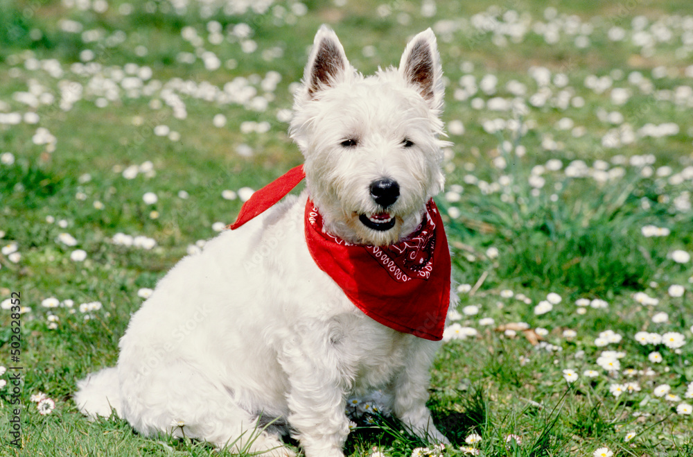 West Highland White Terrier wearing red bandana in grass and white flowers West Highland White Terrier wearing red bandana in grass and white flowers