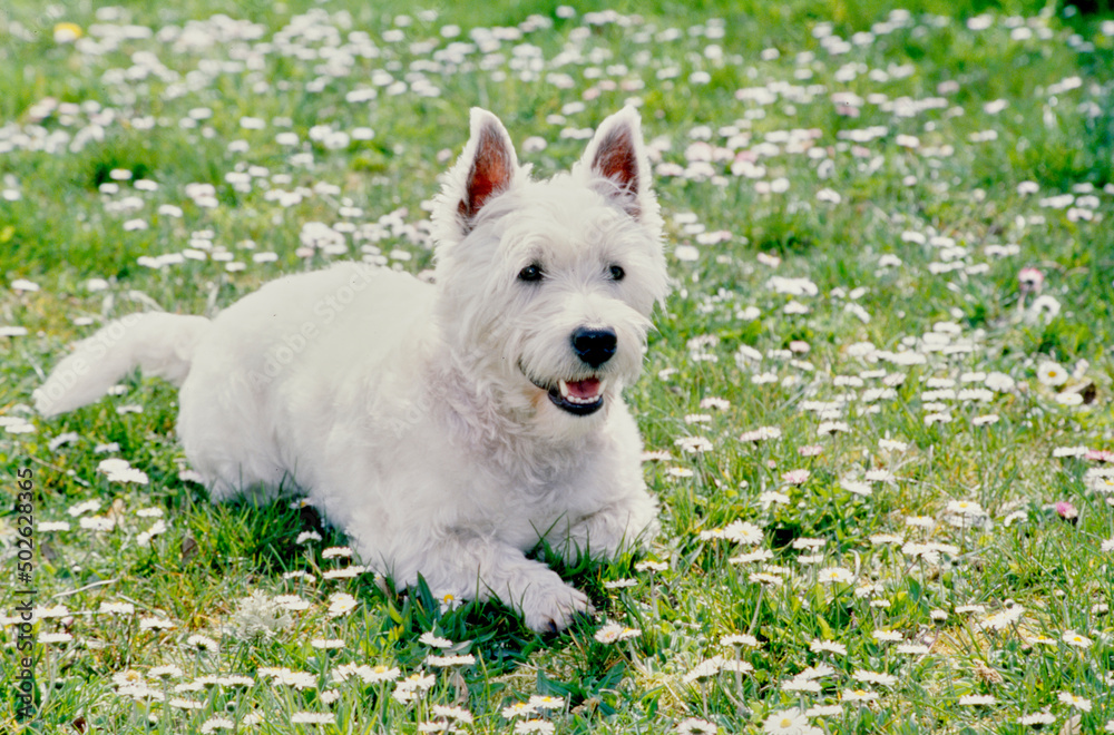 West Highland White Terrier in grass and white flowers West Highland White Terrier in grass and white flowers