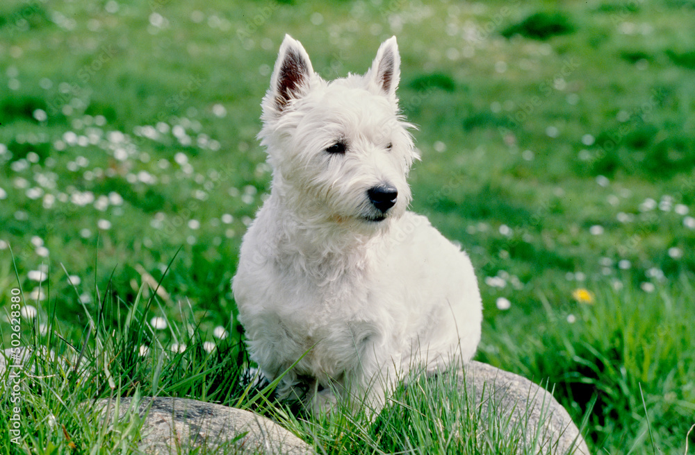 West Highland White Terrier sitting on rock in grass and white flowers West Highland White Terrier sitting on rock in grass and white flowers