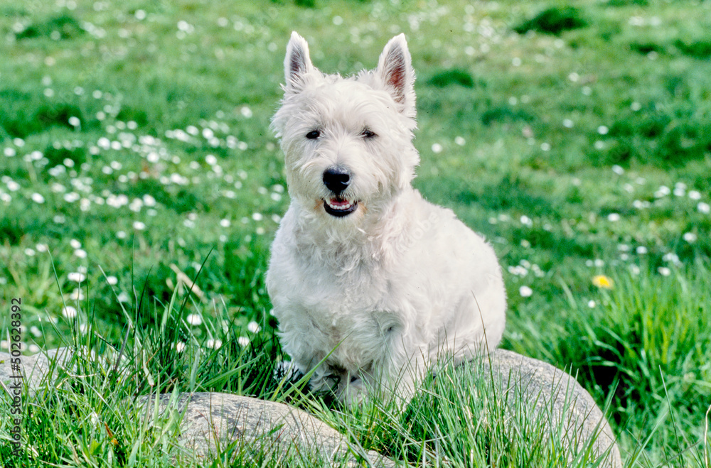 West Highland White Terrier sitting on rock in grass and white flowers West Highland White Terrier sitting on rock in grass and white flowers