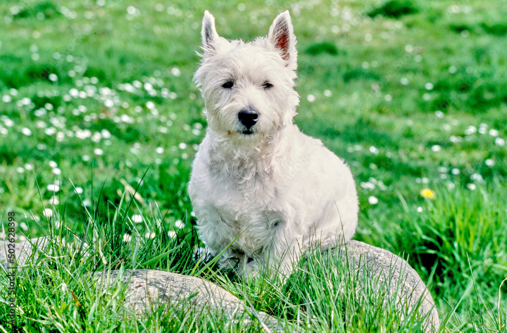 West Highland White Terrier sitting on rock in grass and white flowers West Highland White Terrier sitting on rock in grass and white flowers