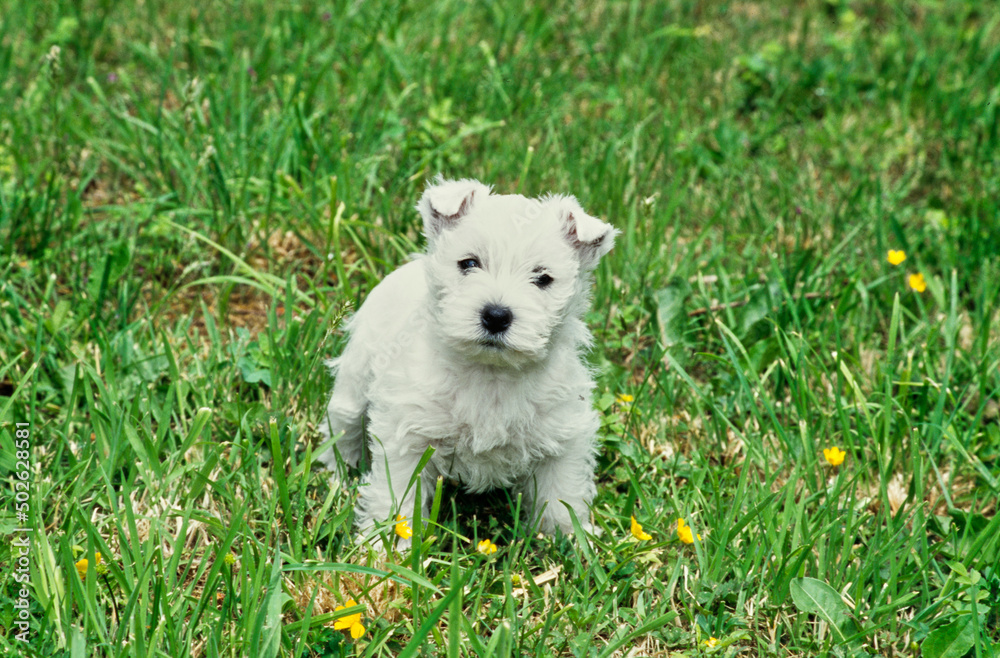 West Highland White Terrier puppy in grass West Highland White Terrier puppy in grass