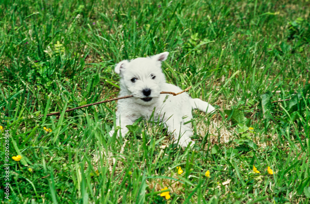 West Highland White Terrier puppy carrying twig in mouth in grass West Highland White Terrier puppy carrying twig in mouth in grass
