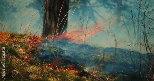Cinematic establishing shot of a wildfire spreading through lush green forest. Closeup view. Climate change. Natural disaster. 4K.
