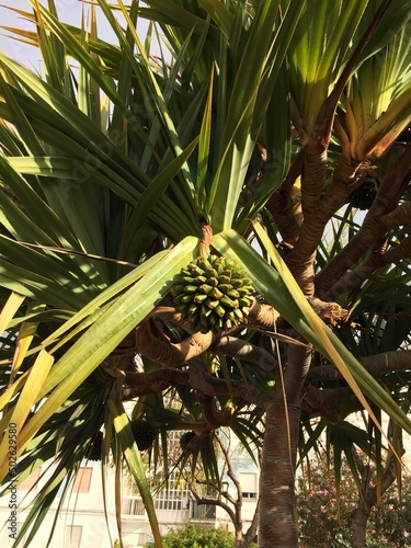 coconut palm tree