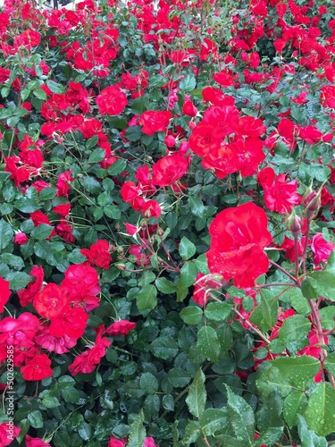 red roses in a garden