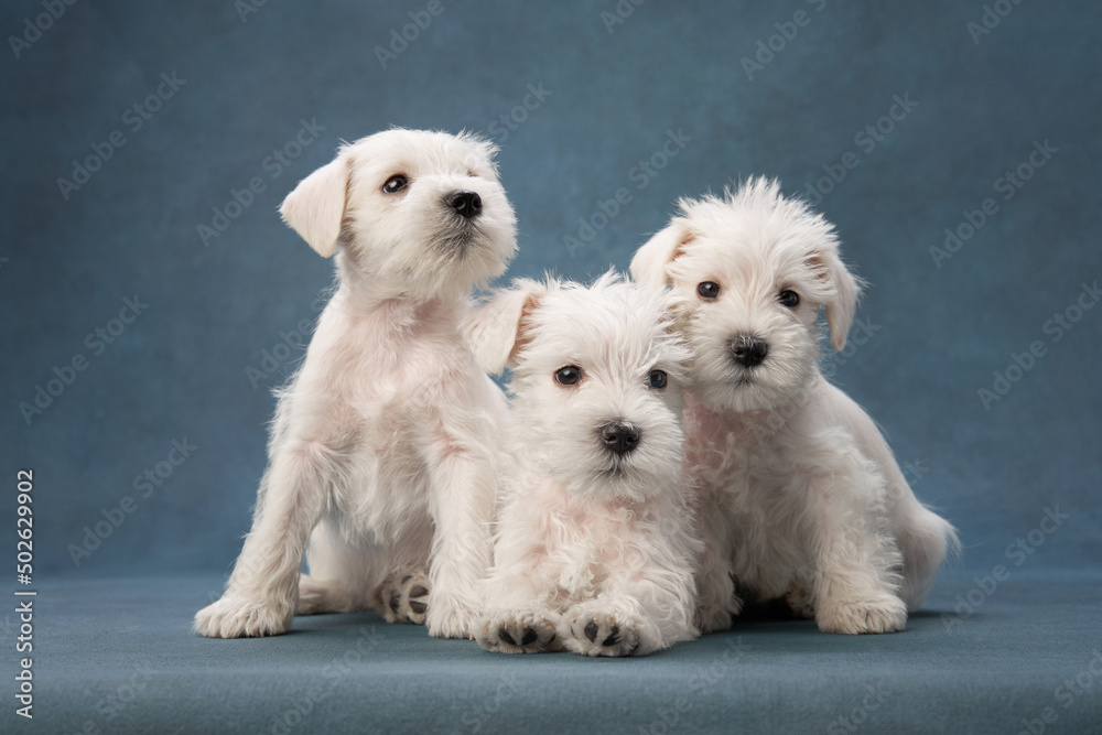 three puppies white schnauzer on a blue background. Cute dog portrait