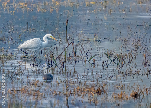 Greater Egret in a lake photo