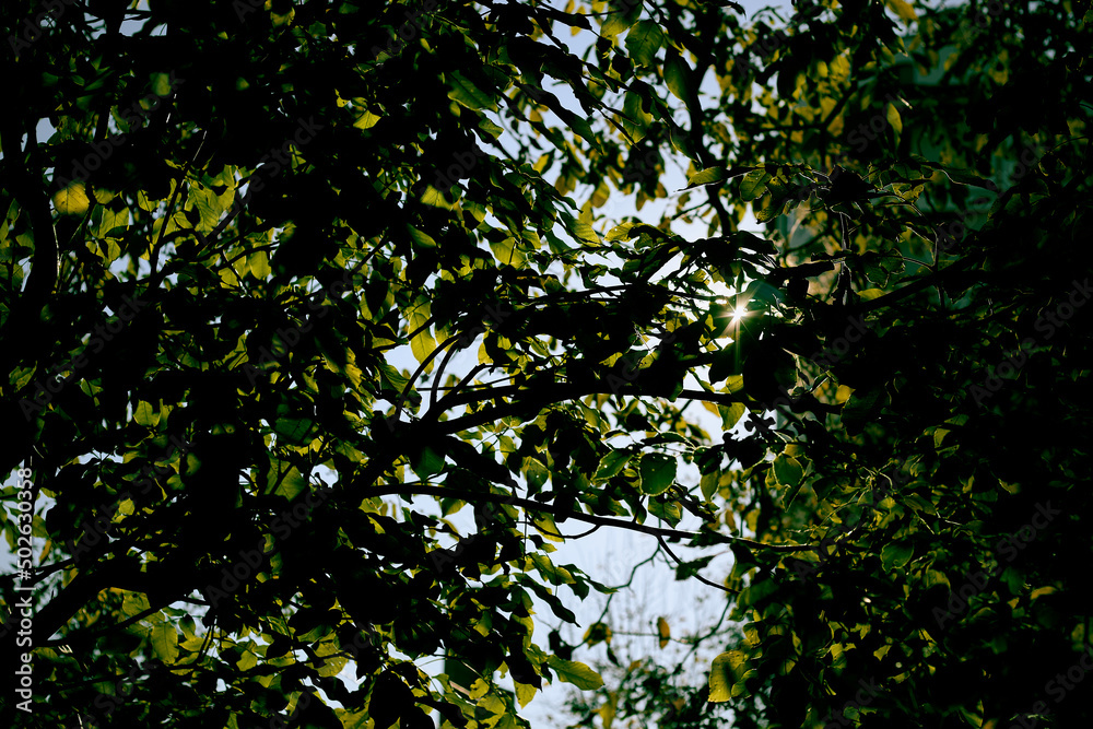 Background of leaves and a small ray. 