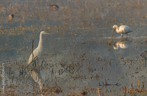 Great Egret in company of Spoonbill photo