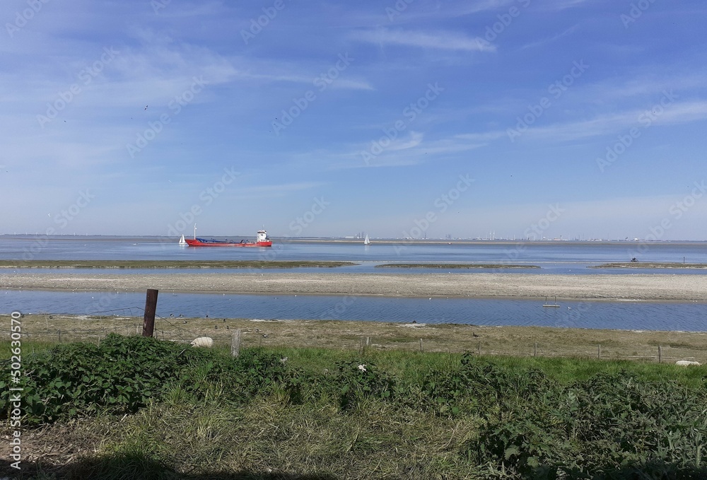 an island in the westerschelde sea at the dutch coast where the terns, gulls and sandwiches breed in springtimme