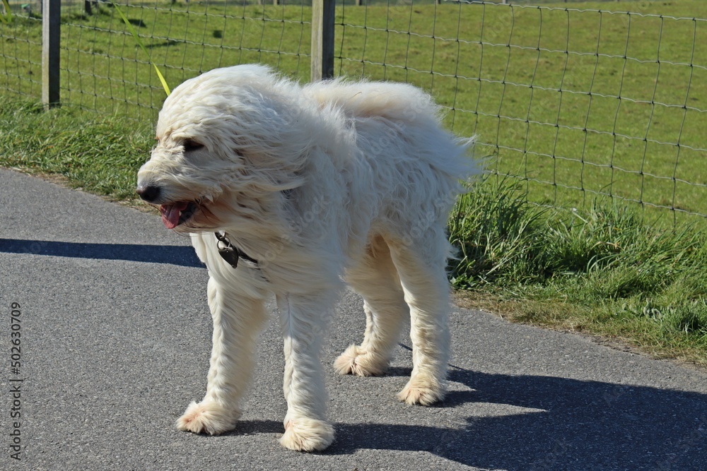 Goldendoodle im Wind an der Nordesee