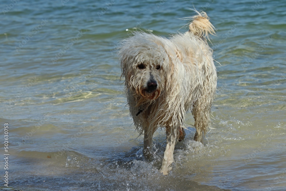 Goldenddoodle badet am Hundestrand