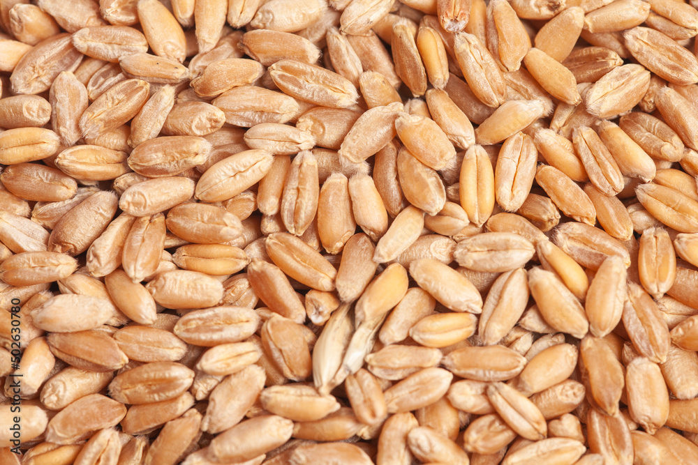 Grains of wheat background texture, top view Grains of wheat background texture, top view