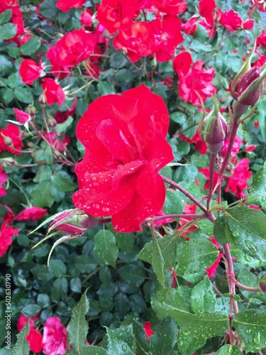 red rose in the garden