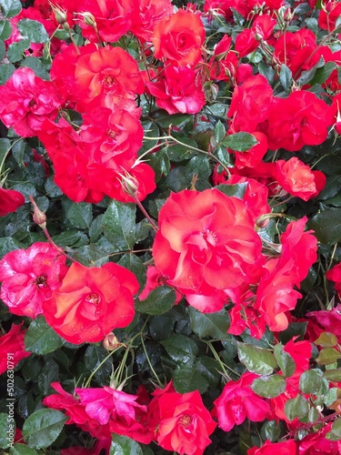 bouquet of roses