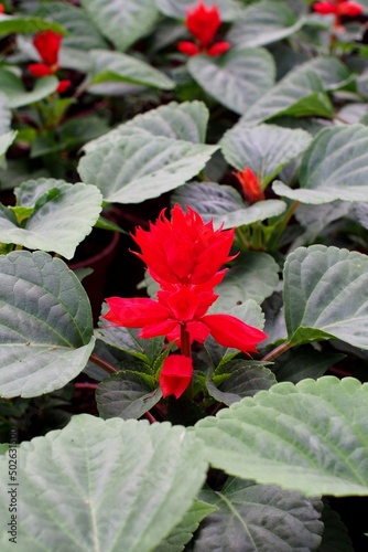 Red flower in leafes