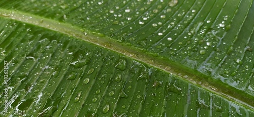 Summer rain water droplets fallen on fresh single wet dark and vibrant big green wild banana plant leaf surface. beautiful foliage greenery background texture with copy space. Close up macro top view.