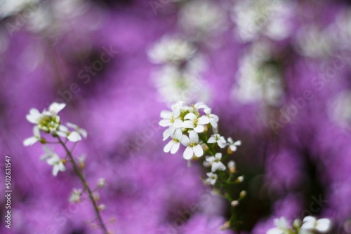 White flower in violet bokh background